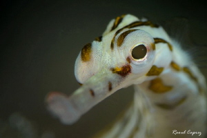 Cute guy (Corythoichthys sp.) by Raoul Caprez 
